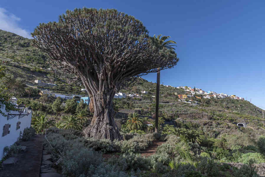 Tenerife 233 - Icod de los Vinos - Drago Milenario.jpg